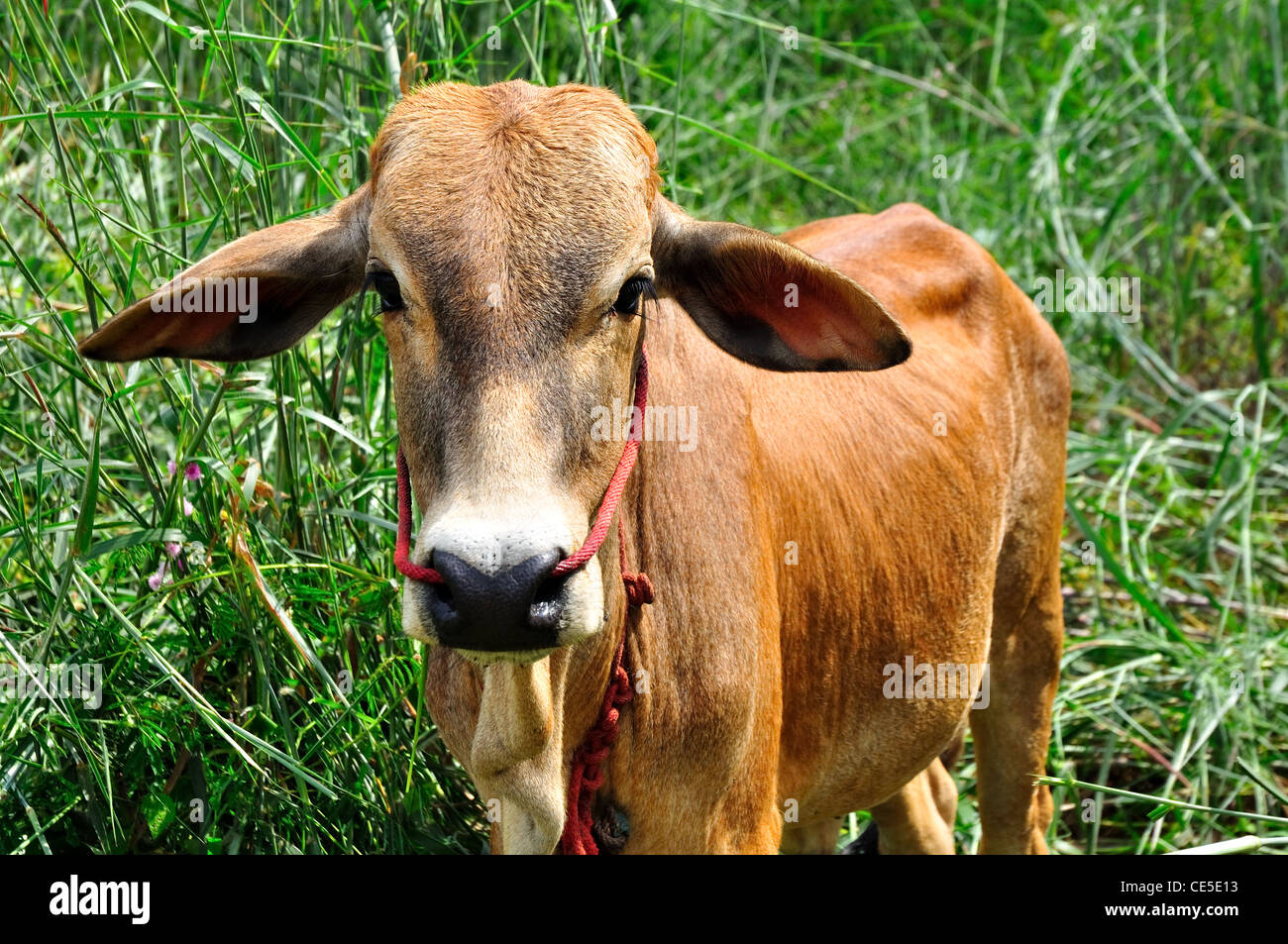 Ox in field Stock Photo