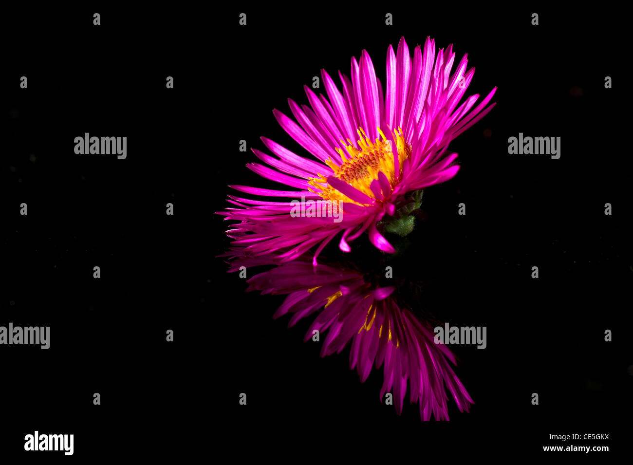 Glowing bloom Stock Photo