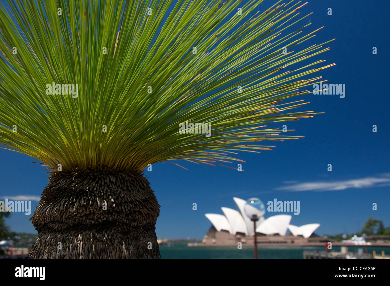 Xanthorrhoea (Grass tree) with Sydney Opera House in the distance Australia Stock Photo