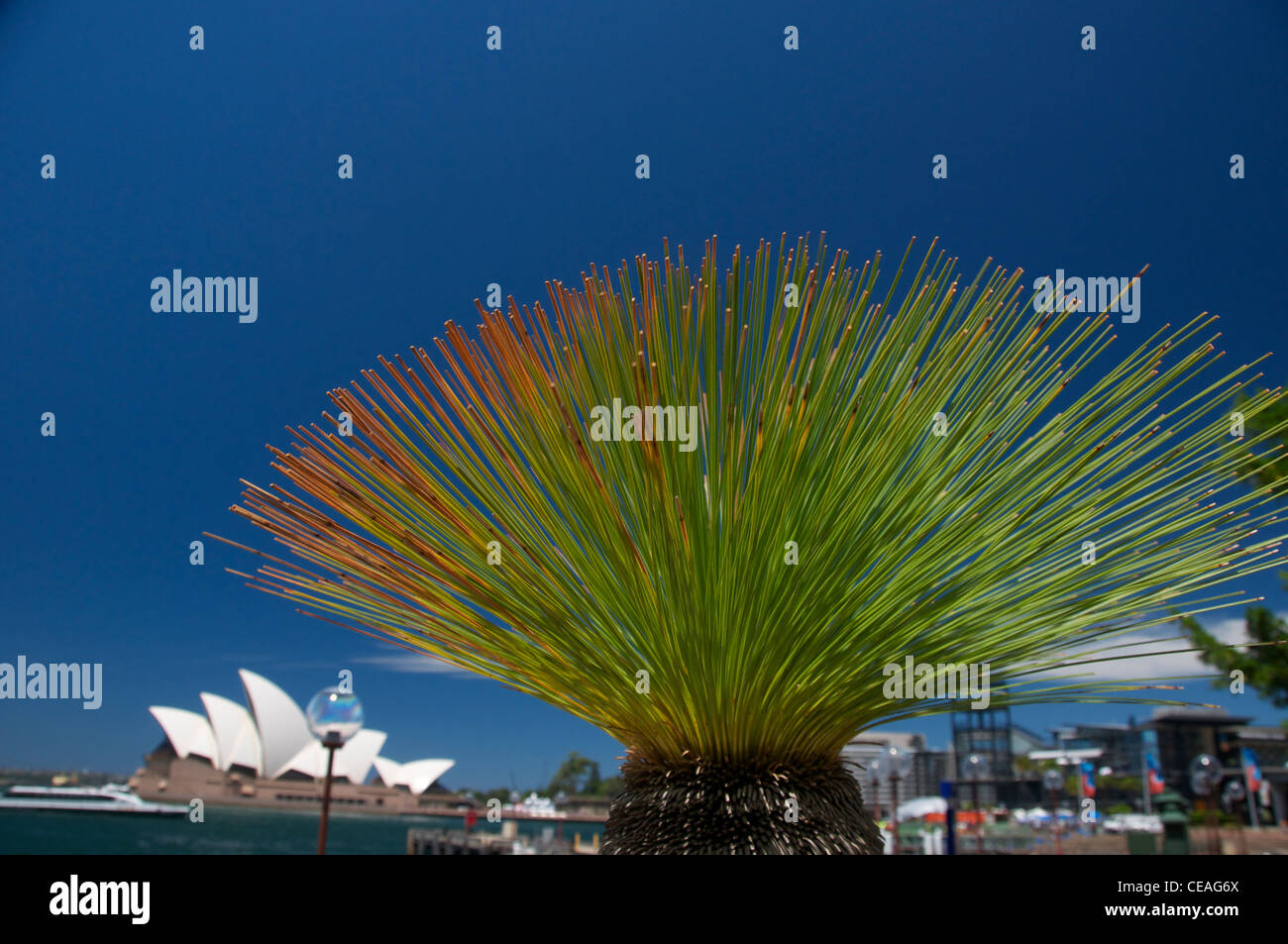 Xanthorrhoea (Grass tree) with Sydney Opera House in the distance Australia Stock Photo