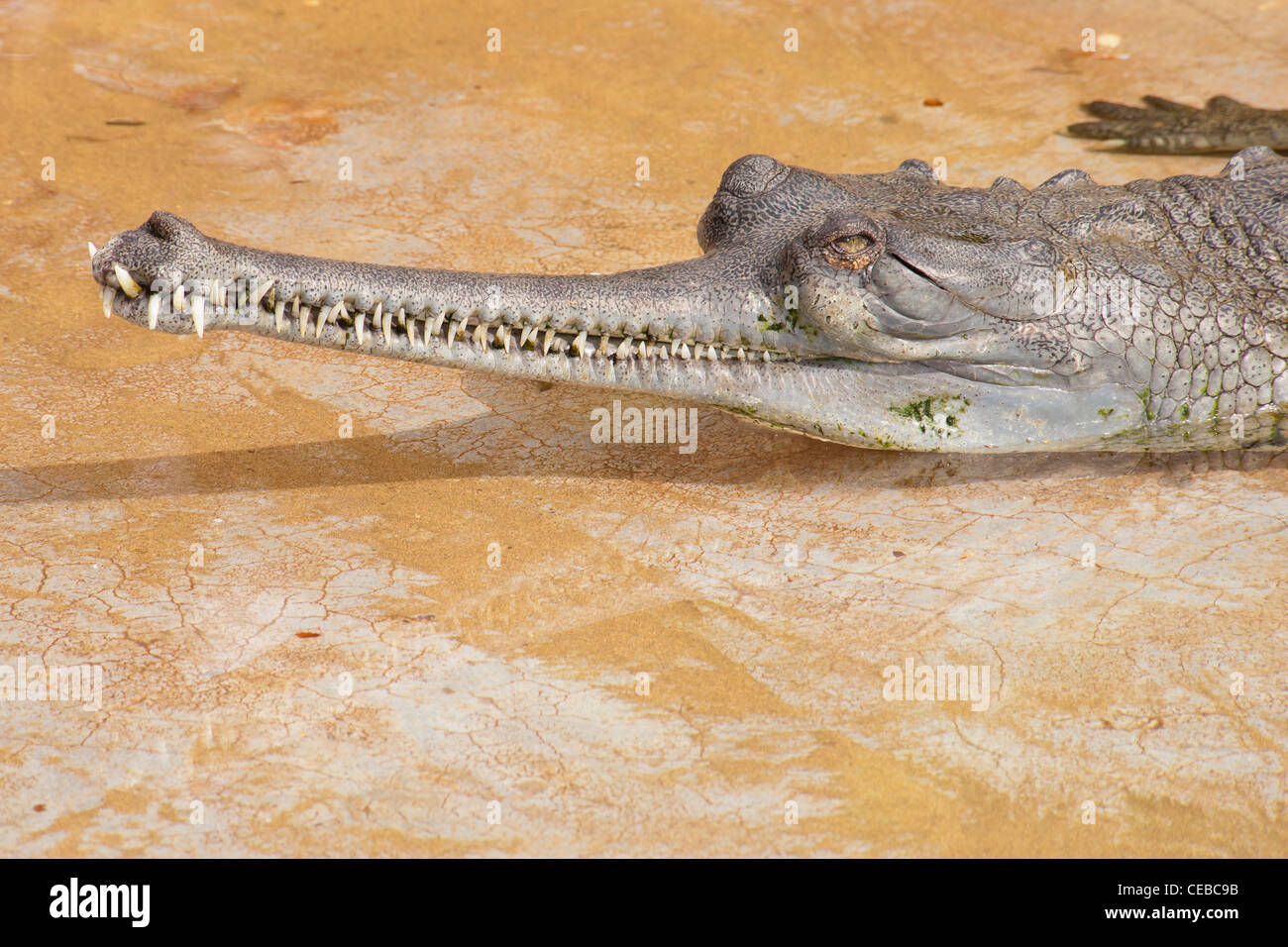 Indian Gharial, Gavialis gangeticus Stock Photo