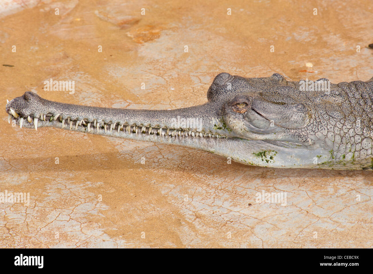 Indian Gharial, Gavialis gangeticus Stock Photo