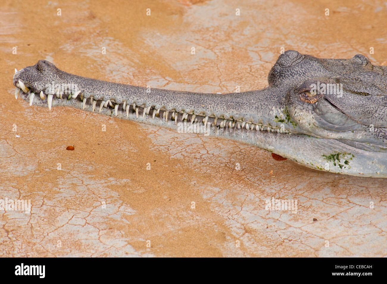 Indian Gharial, Gavialis gangeticus Stock Photo