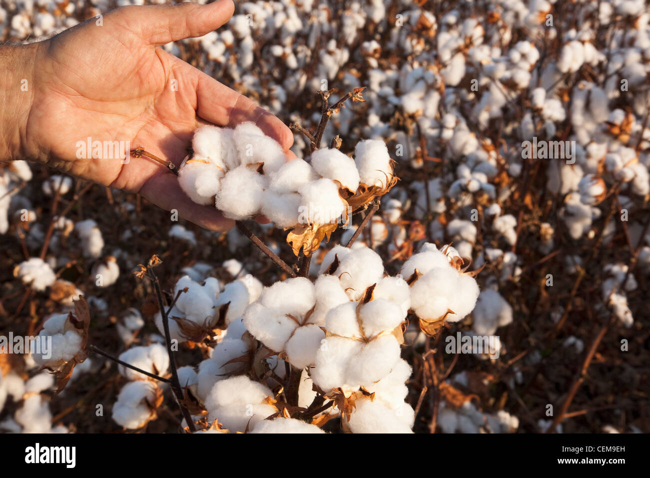 A farmers (growers) hand holds an open mature high-yield cotton boll at harvest stage as he inspects his crop / Arkansas, USA. Stock Photo