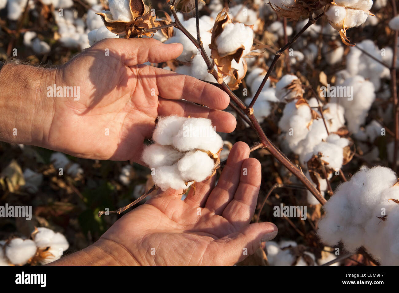 A farmers (growers) hand holds open mature high-yield cotton bolls at harvest stage as he inspects his crop / Arkansas, USA. Stock Photo