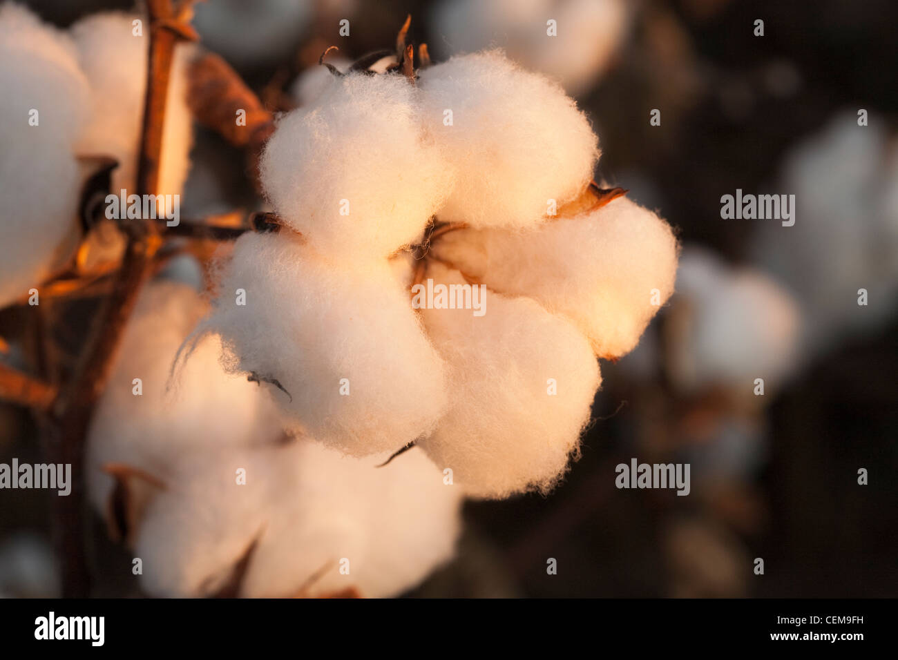 Agriculture - Closeup of an open mature 5-lock cotton boll at harvest stage / West Texas, USA. Stock Photo