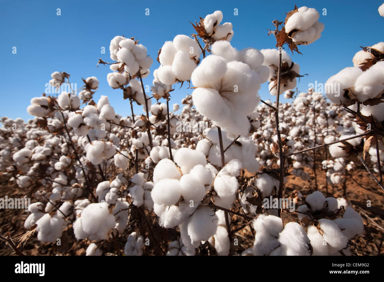 Agriculture - Mature open high-yield stripper cotton bolls at harvest stage / West Texas, USA. Stock Photo