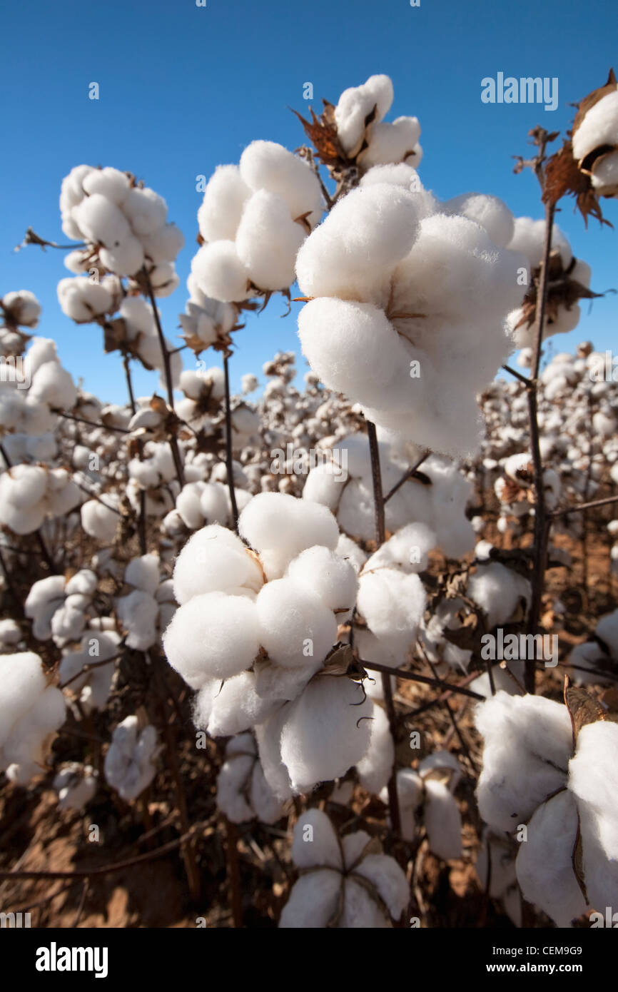 Agriculture - Mature open high-yield stripper cotton bolls at harvest stage / West Texas, USA. Stock Photo