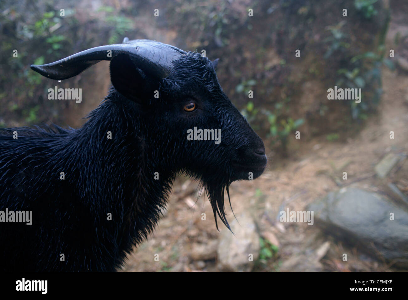 Black goat in North Vietnam Stock Photo