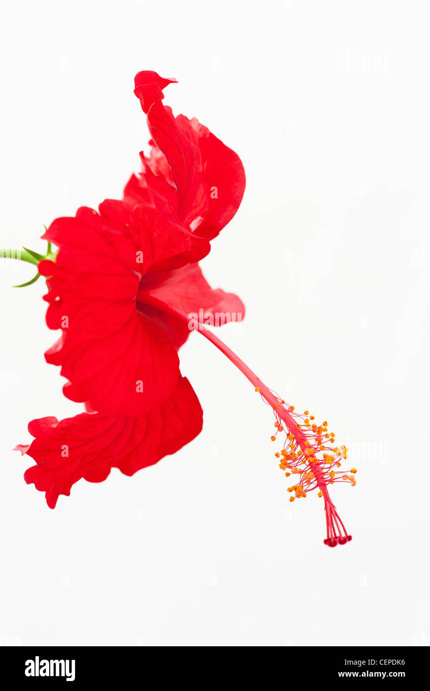 Hibiscus Rosa Sinensis. Red Hibiscus flower on white background Stock Photo