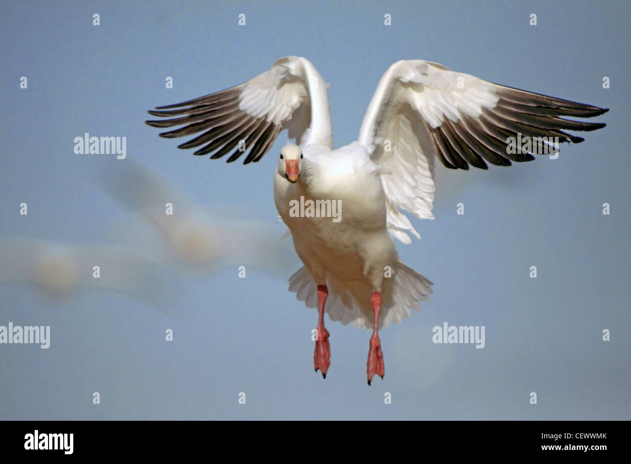 Snow goose landing. Bosque del Apache, New Mexico USA Stock Photo