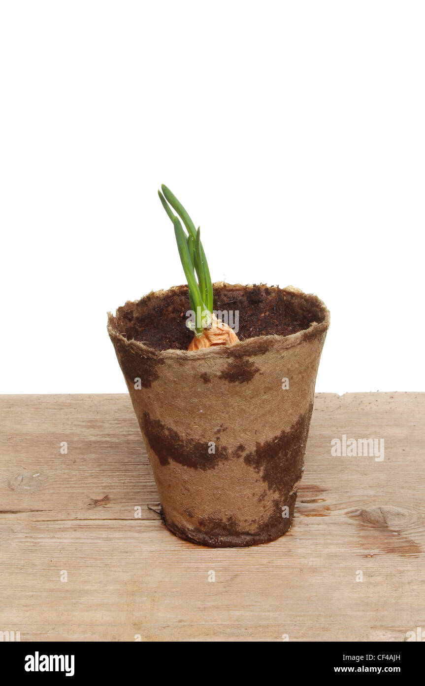 Sprouting shallot onion in a fiber pot on a wooden bench against a white background Stock Photo