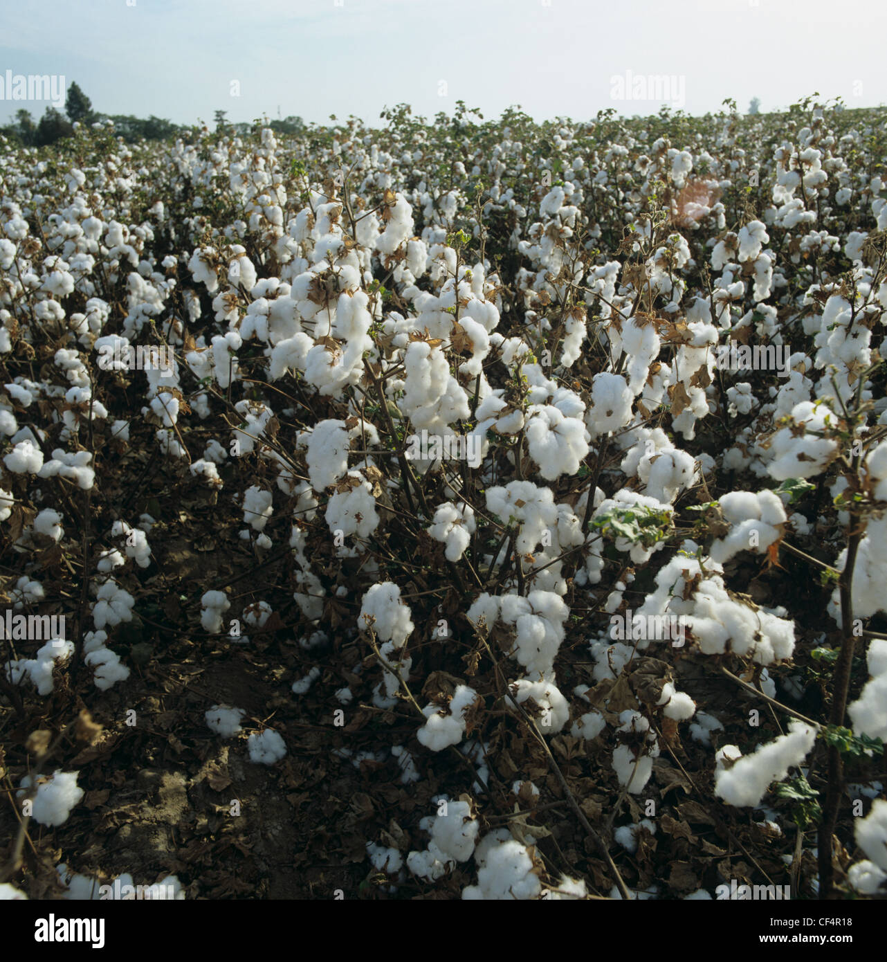 Cotton crop in open boll, California, USA Stock Photo