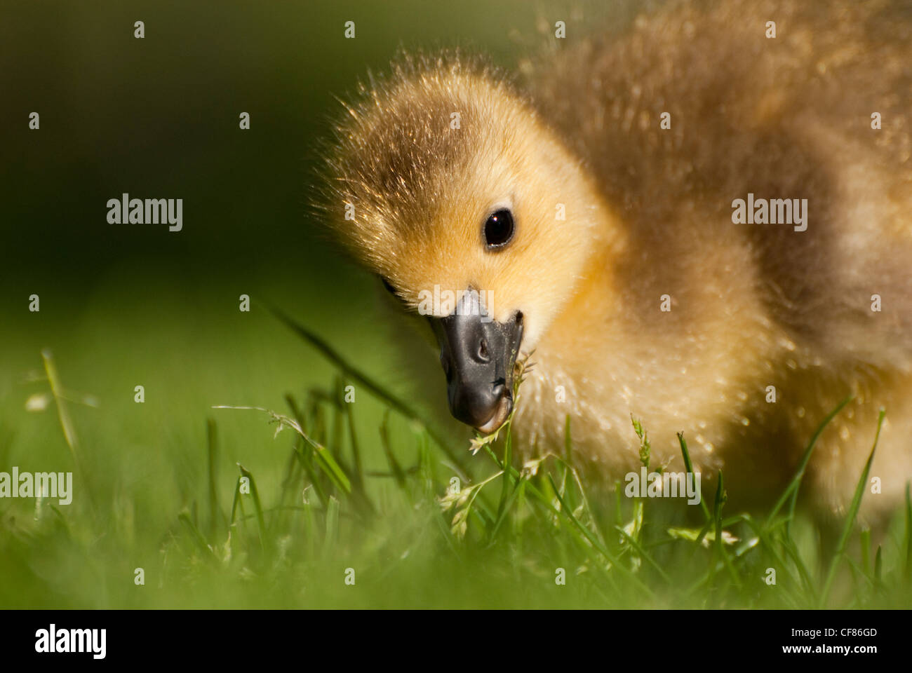 Canada Goose gosling, Kew Gardens, UK Stock Photo