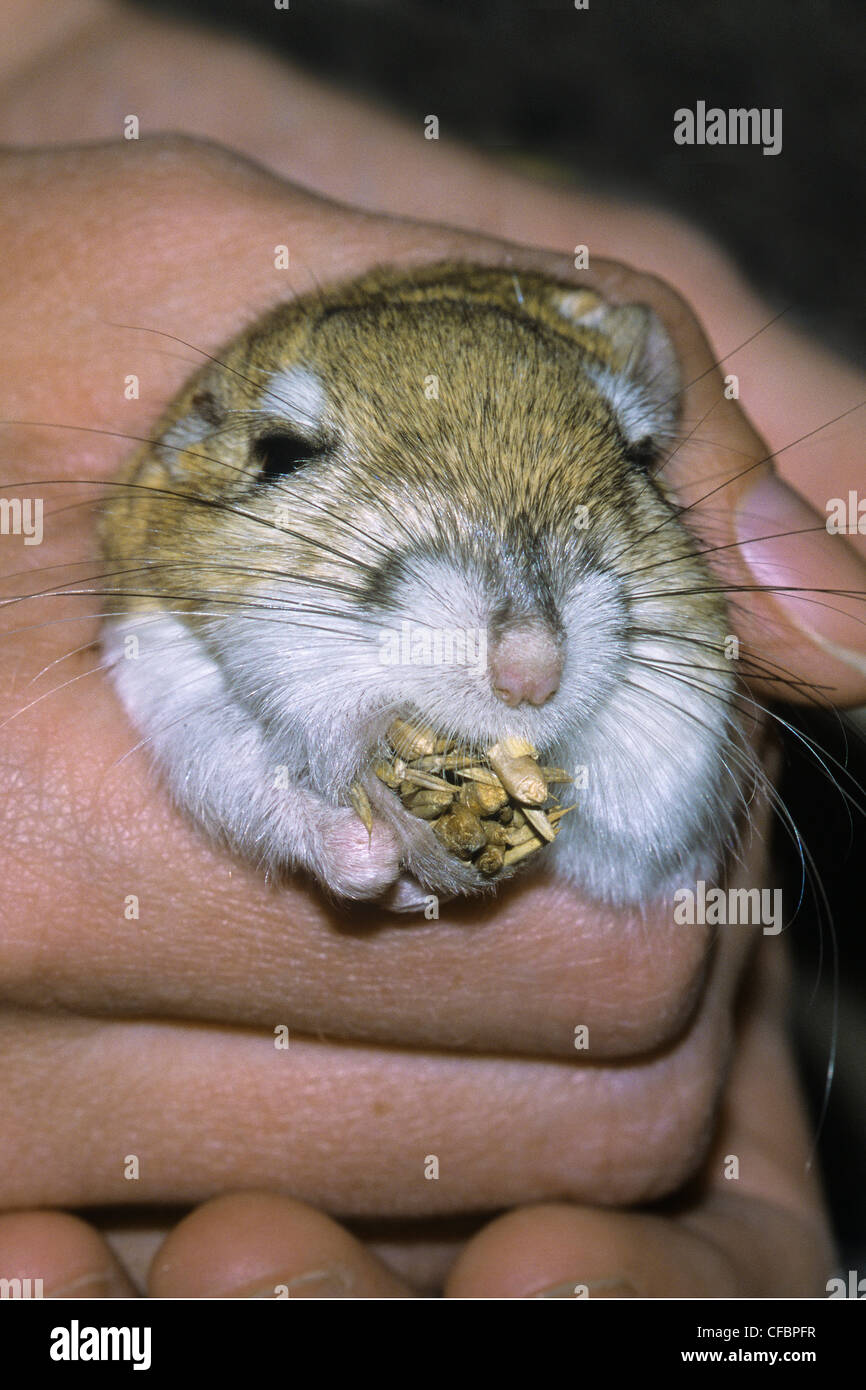 Biologist holding adult Ord's kangaroo rat Stock Photo