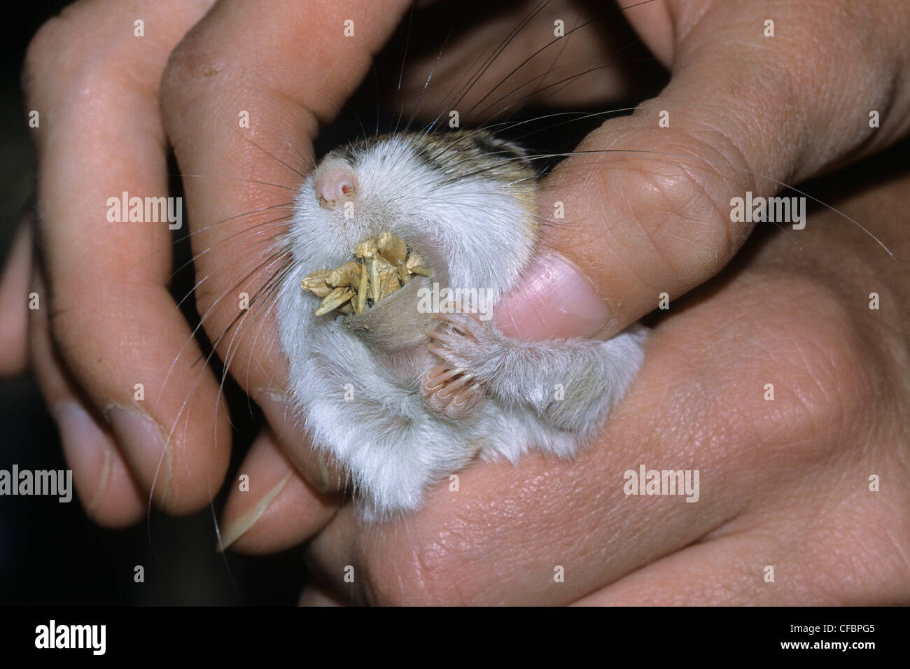 Biologist holding adult Ord's kangaroo rat Stock Photo