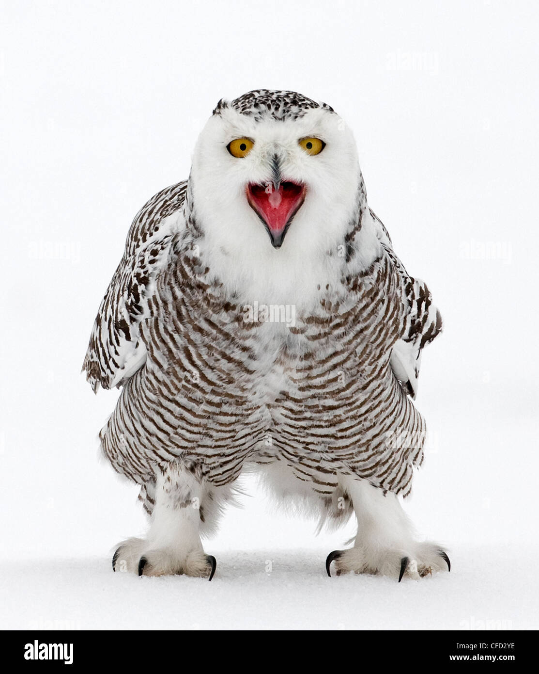 Snowy Owl portrait, Ottawa, Canada Stock Photo