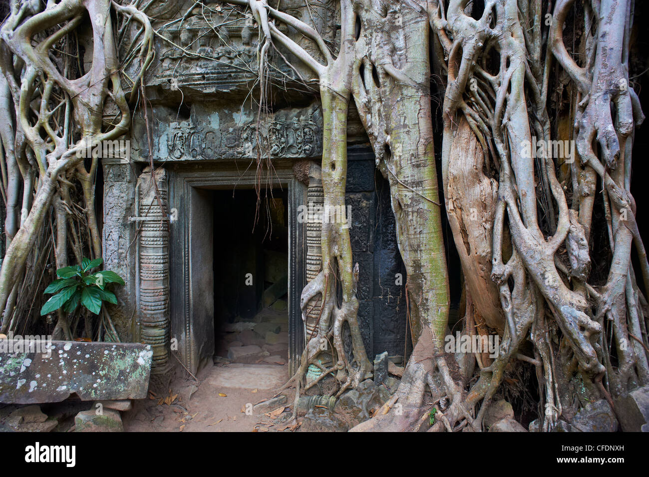 Tree roots around entrance to Ta Prohm temple built in 1186 by King Jayavarman VII, Angkor, Siem Reap, Cambodia Stock Photo