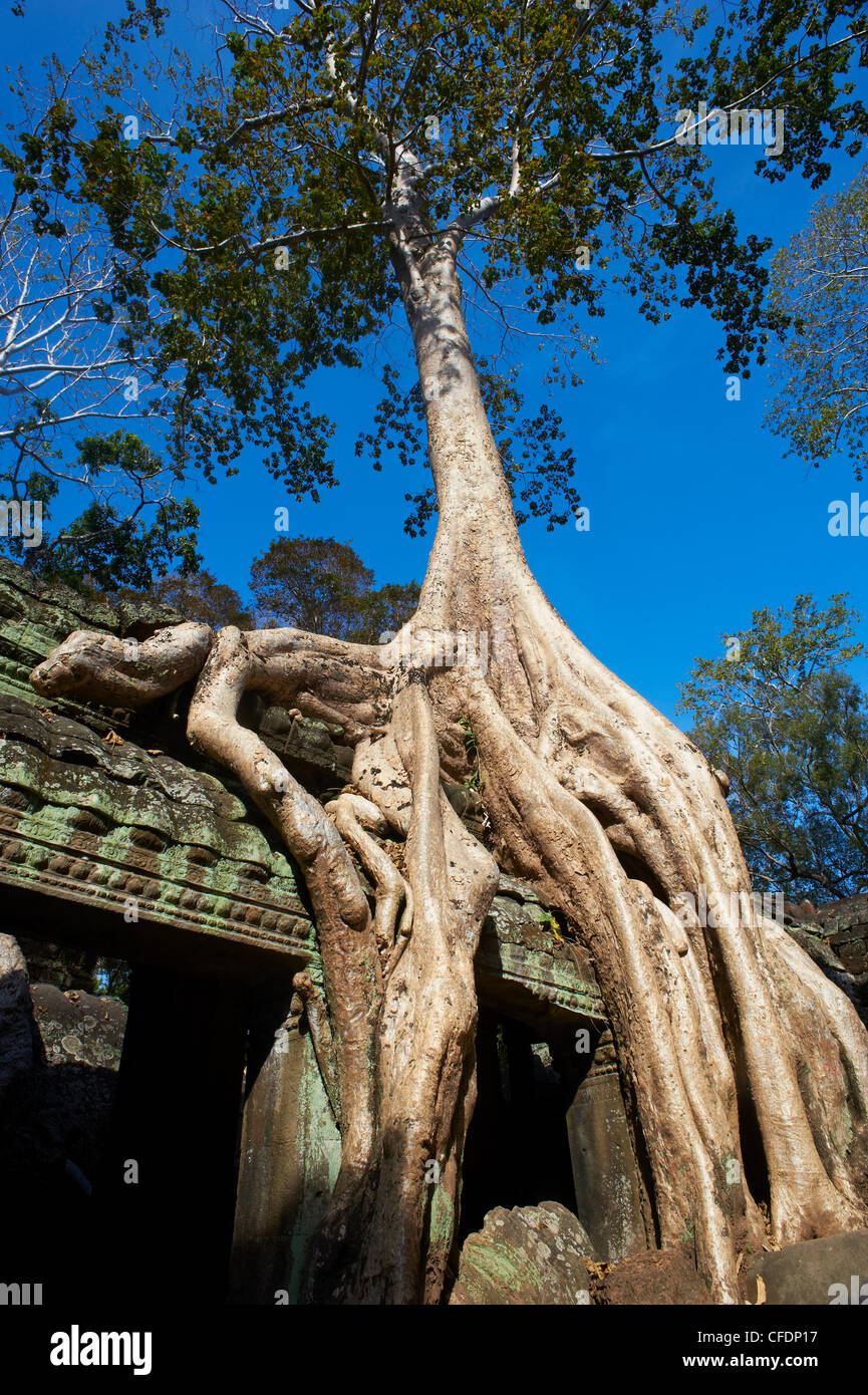 Tree roots over temple ruins, Ta Prohm temple built in 1186 by King Jayavarman VII, Angkor, Siem Reap, Cambodia Stock Photo