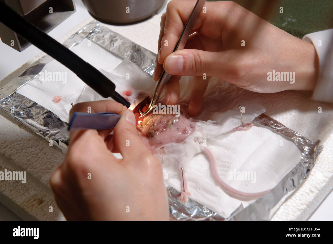 Biologist dissecting mouse in laboratory during biology research Stock Photo