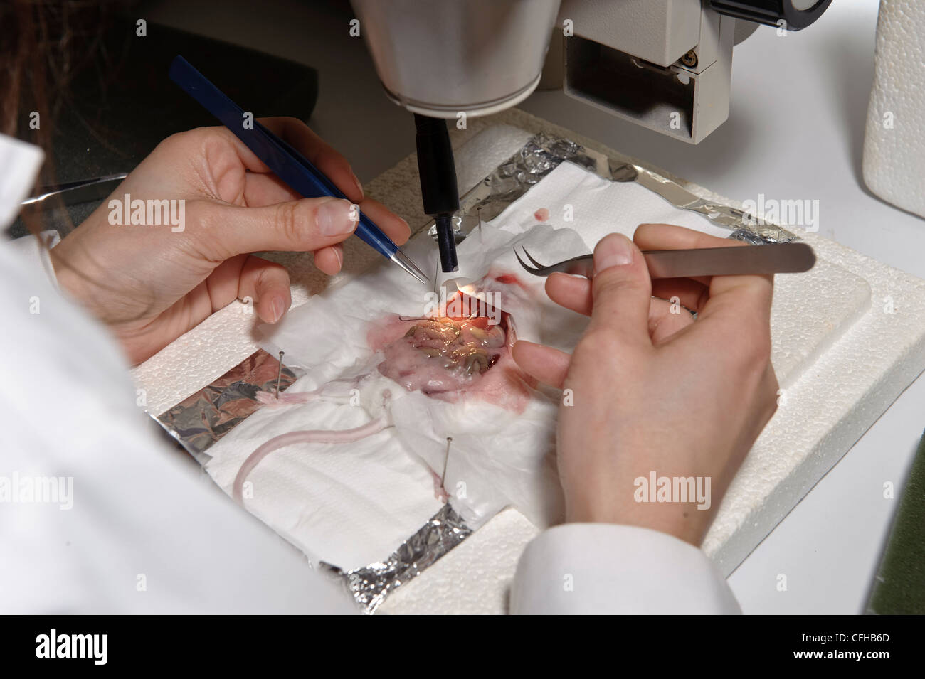 Biologist dissecting mouse in laboratory during biology research Stock Photo