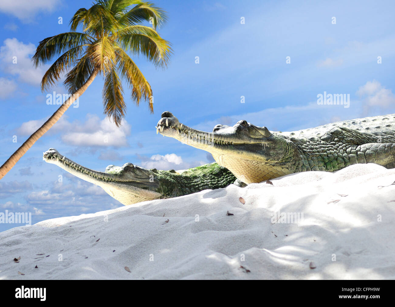 Indian Gharial Crocodiles On A Sand Stock Photo