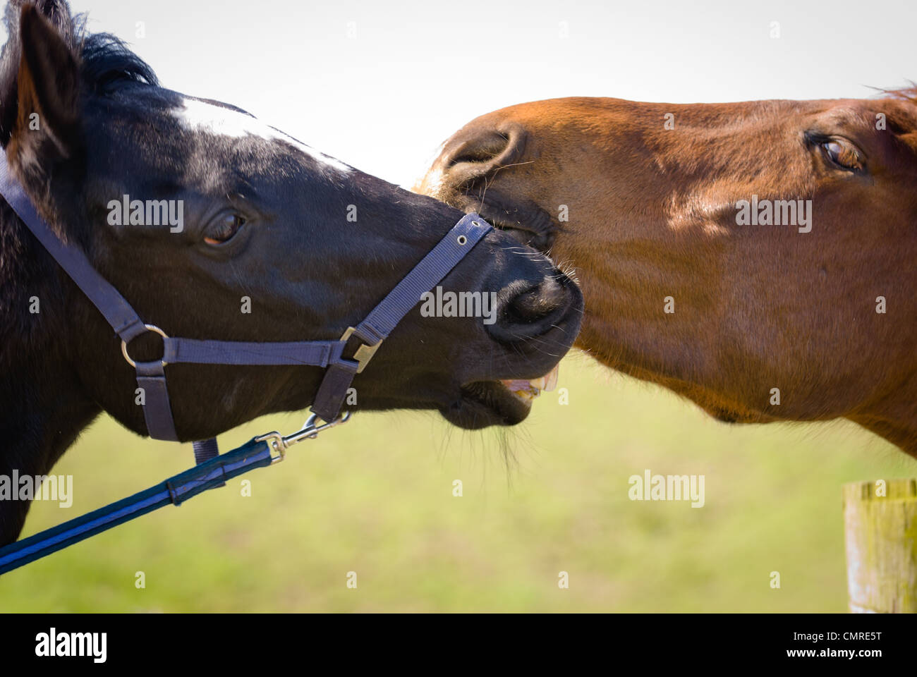 A beautiful horse Stock Photo