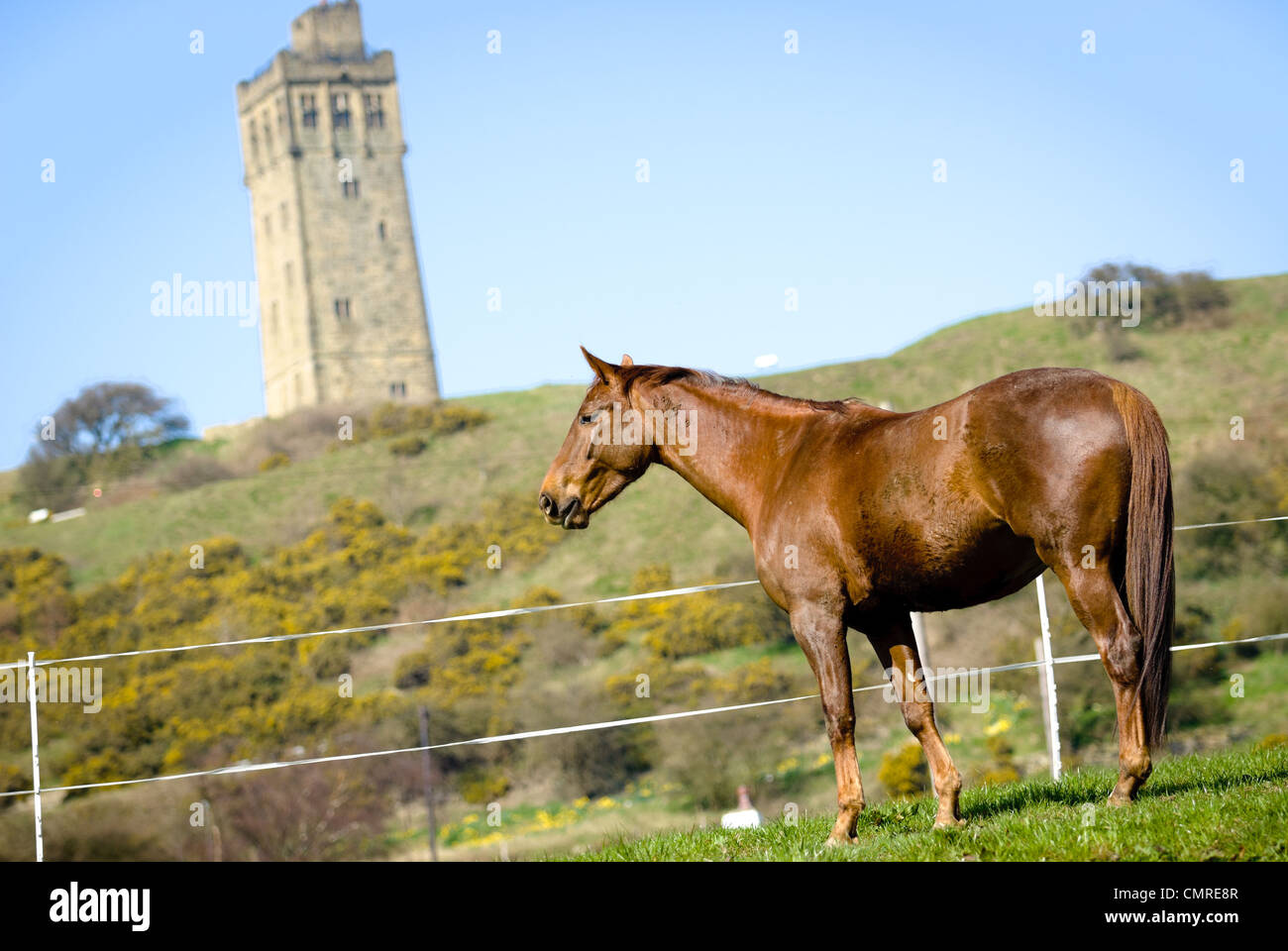 A beautiful horse Stock Photo