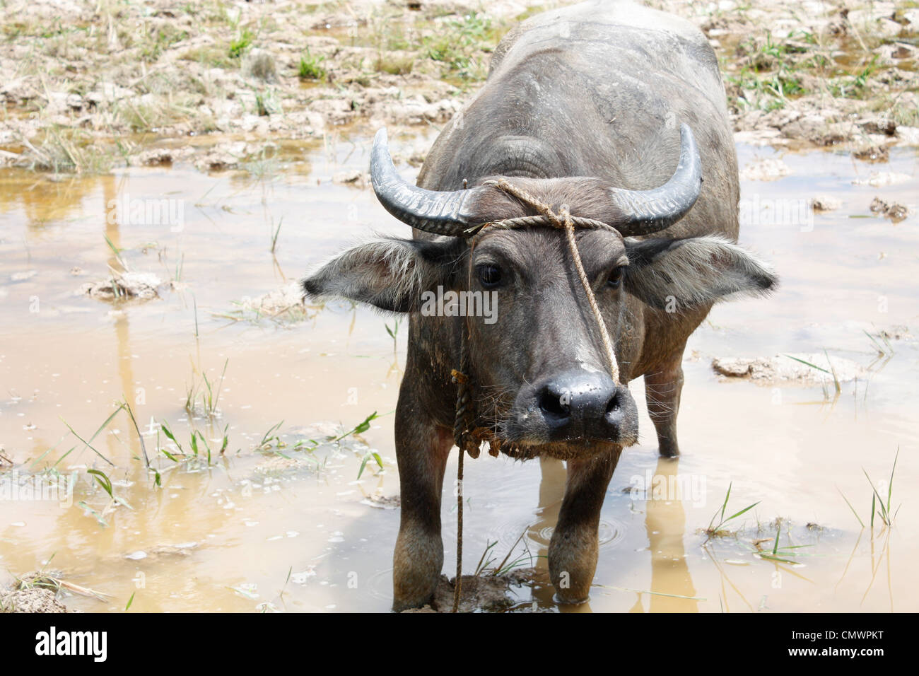 Ox Stock Photo