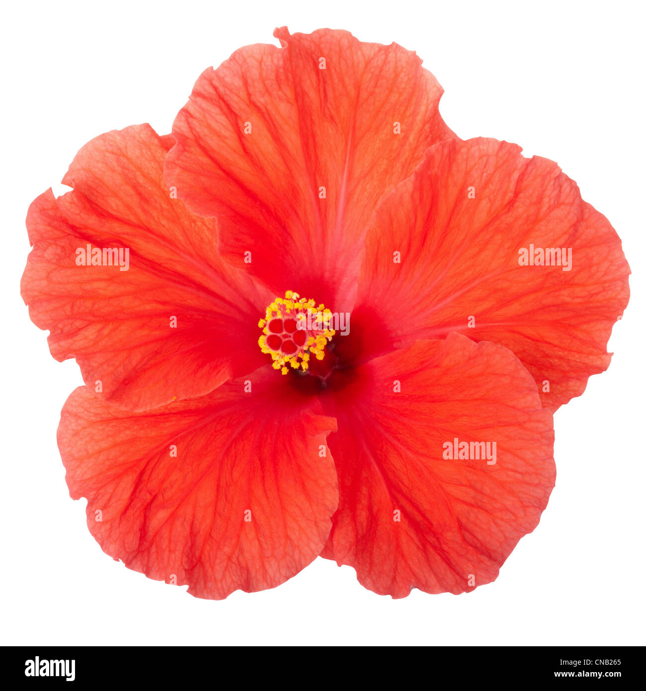 Red hibiscus flower Stock Photo