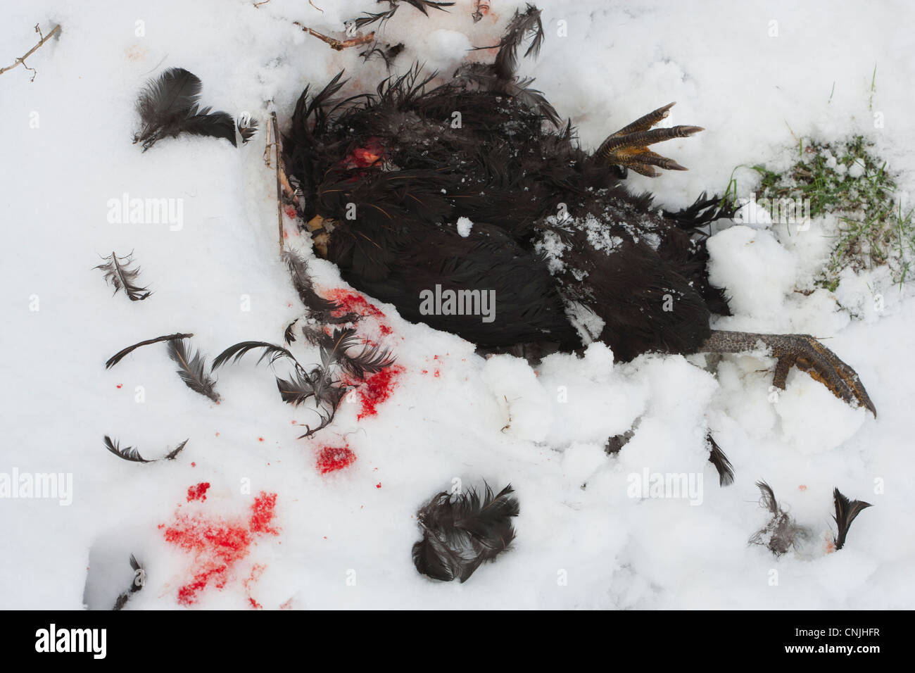 Dead chicken in the snow after being attacked by a fox Stock Photo