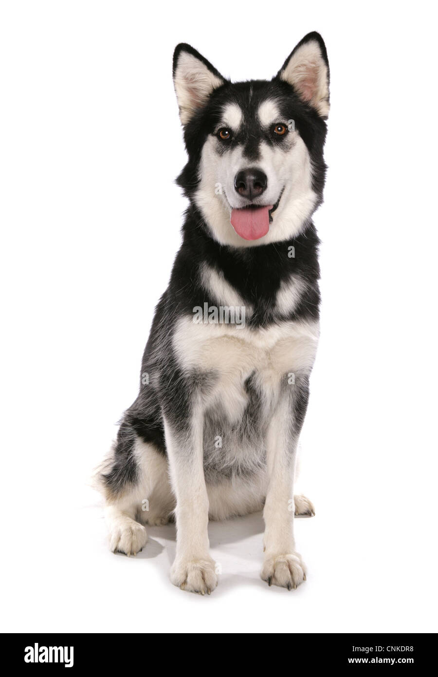 Domestic Dog, Siberian Husky x German Shepherd, puppy, sitting Stock Photo