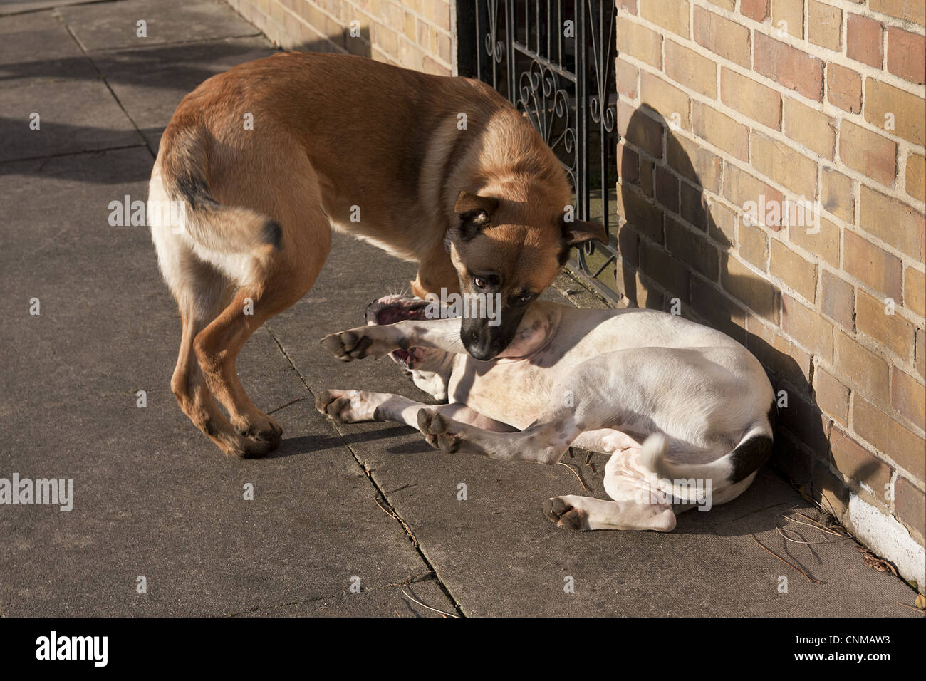 Domestic Dog Old Tyme Bulldog German Shepherd cross two adult males dominance interaction playfighting beside brick wall Stock Photo