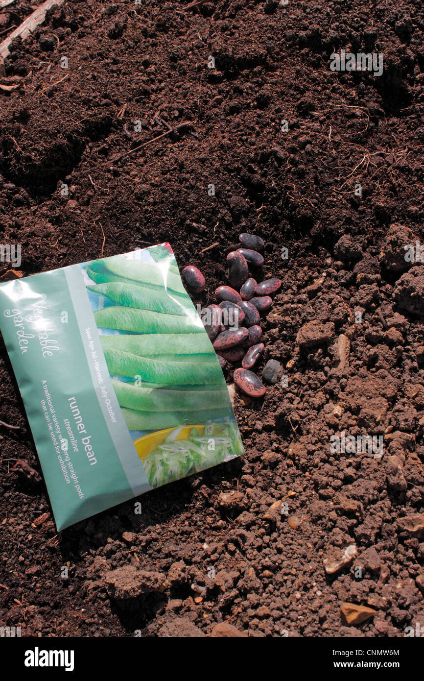 RUNNER BEAN SEED. STREAMLINE. PHASEOLUS COCCINEUS. SCARLET RUNNERS. Stock Photo