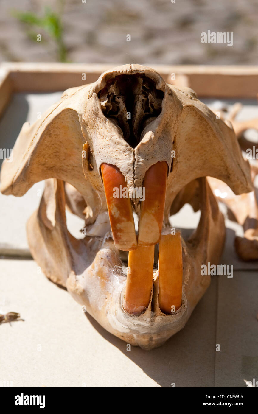 Eurasian beaver, European beaver (Castor fiber), skull with strong teeth Stock Photo