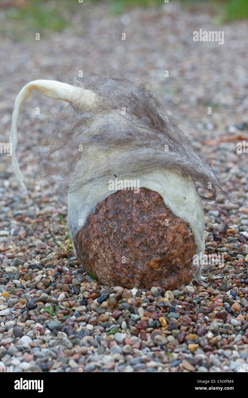 'felt stone troll' serving as garden decoration: natural stone equipped with caps of felted wool is standing on shingle ground, Germany Stock Photo