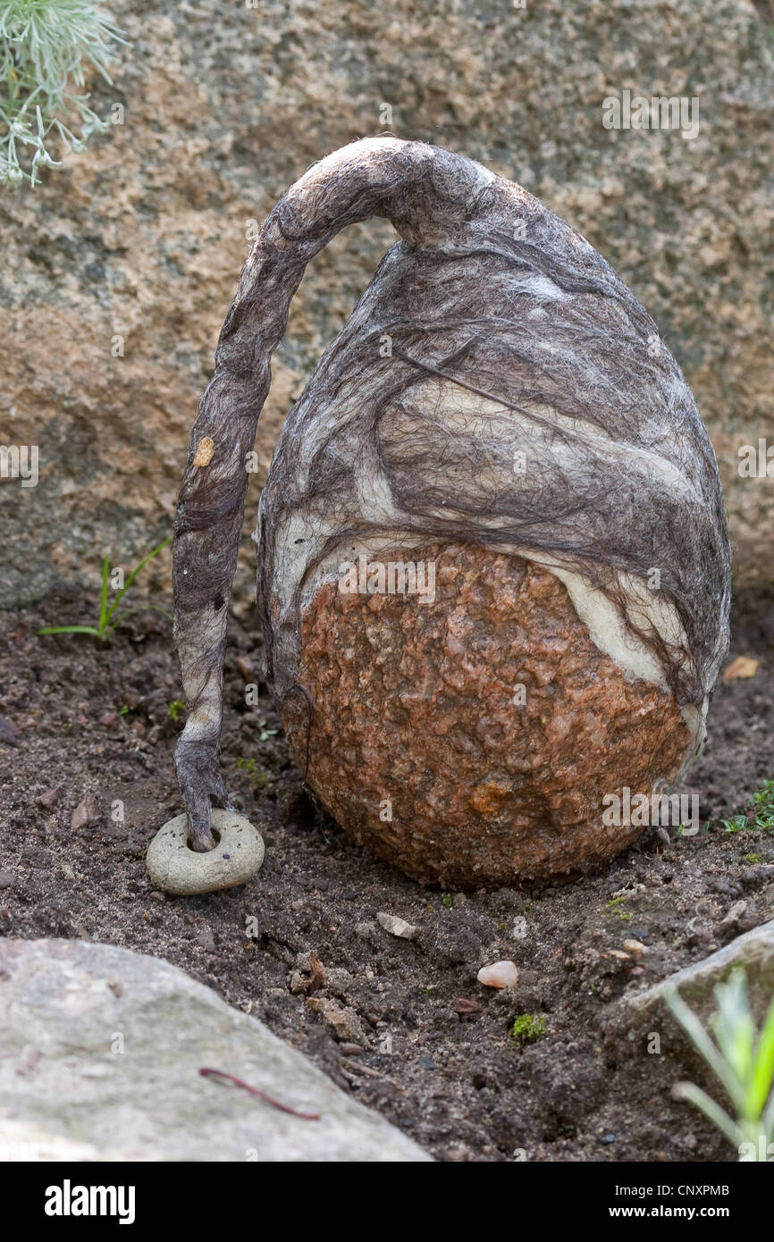 'felt stone troll' serving as garden decoration: a natural stone equipped with caps of felted wool is standing in a bed, Germany Stock Photo