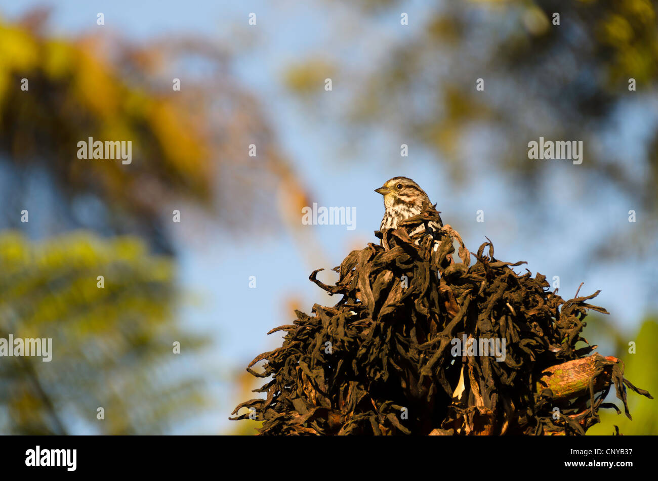 Nelson's Sharp-Tailed Sparrow. Stock Photo