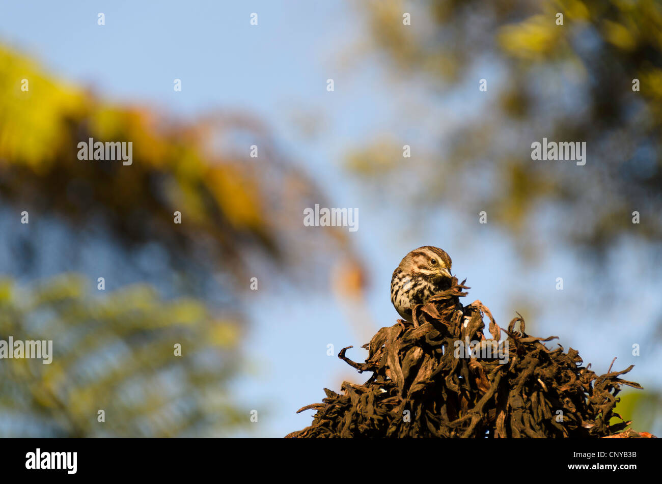 Nelson's Sharp-Tailed Sparrow. Stock Photo