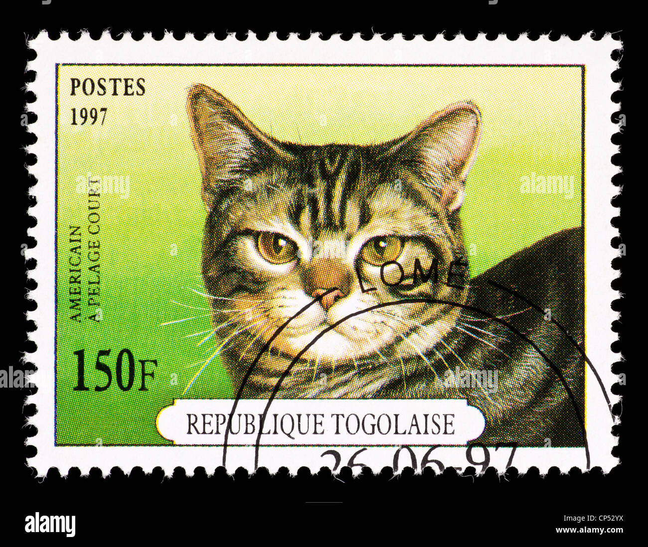 Postage stamp from Togo depicting an American a pelage court cat. Stock Photo