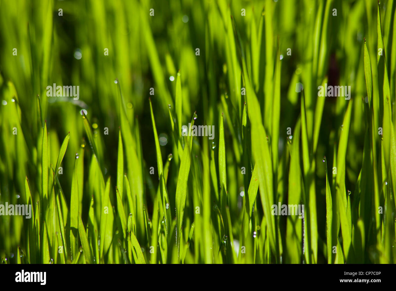 Grass, Lawn, Green, Green. Stock Photo