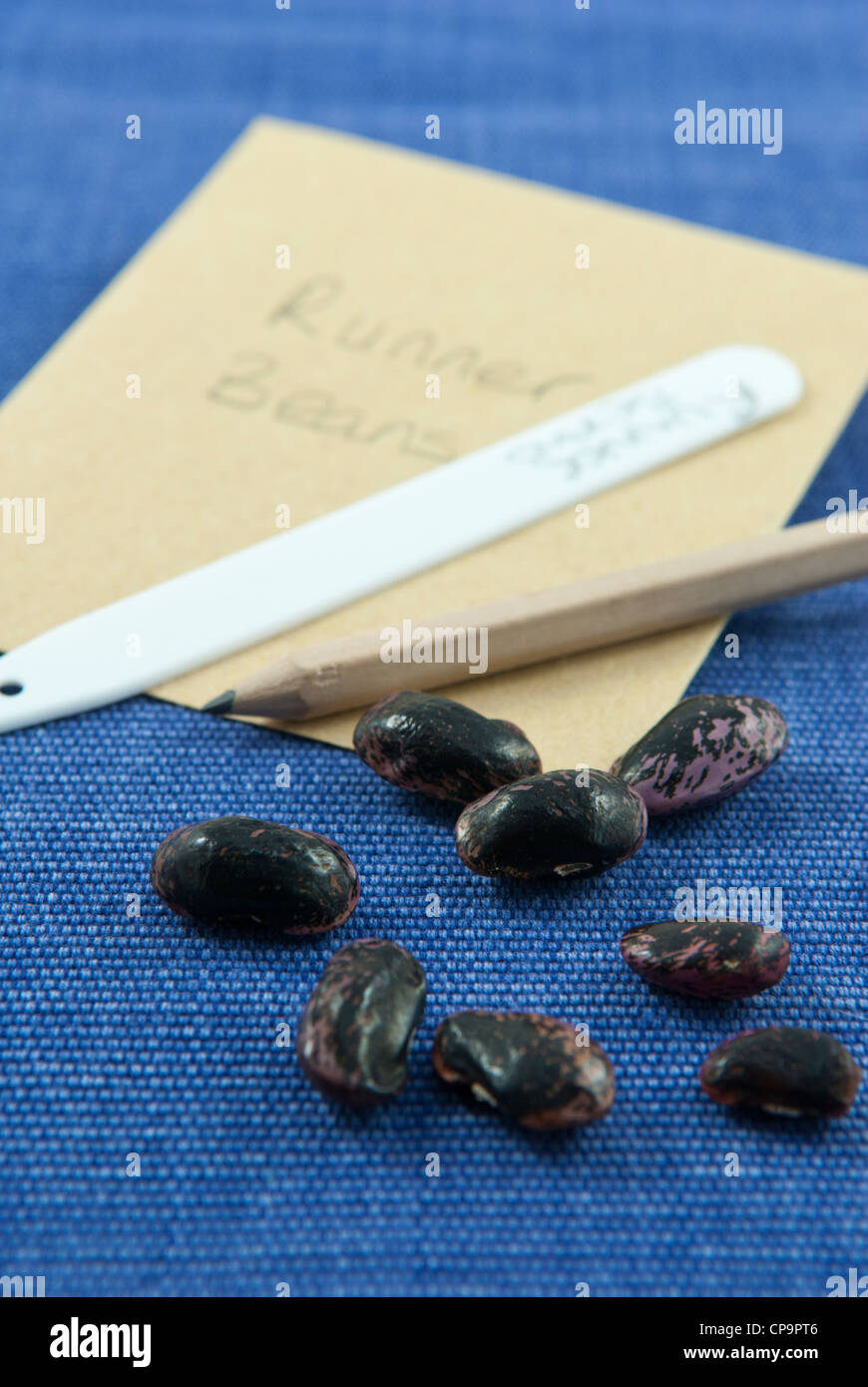 Seed saving - runner bean seeds saved from home grown plants. Stock Photo