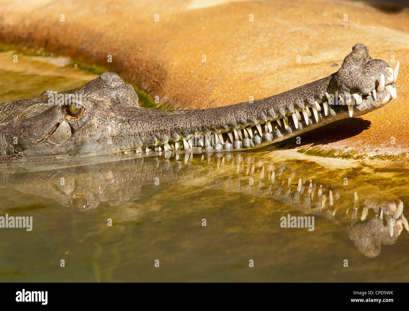 The gharial (Gavialis gangeticus) is a crocodilian of the family Gavialidae that is native to the Indian subcontinent. Stock Photo