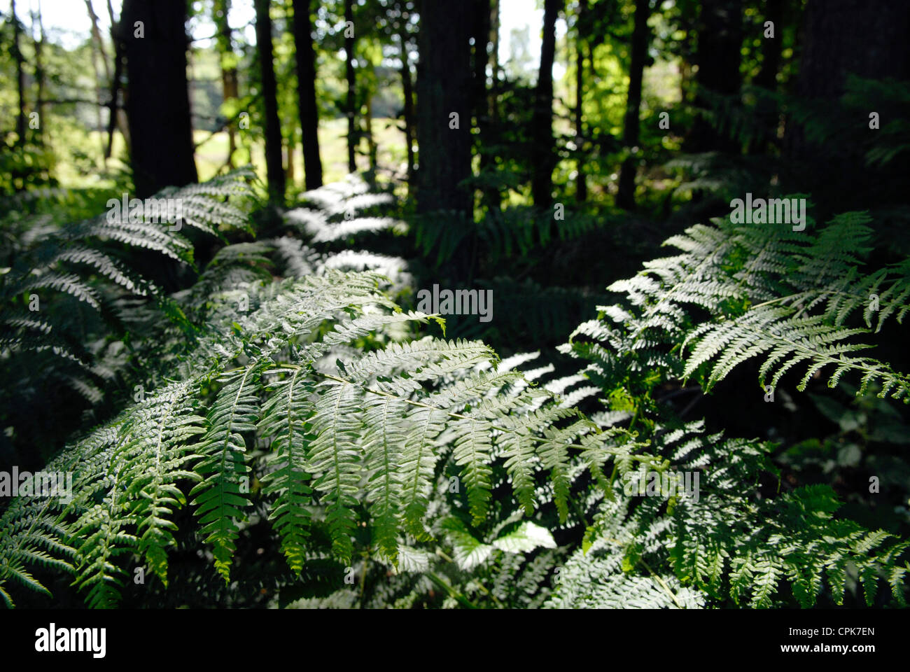 Ferns bathed in morning sunlight at Valley Wood in Wrotham Heath Kent. Stock Photo