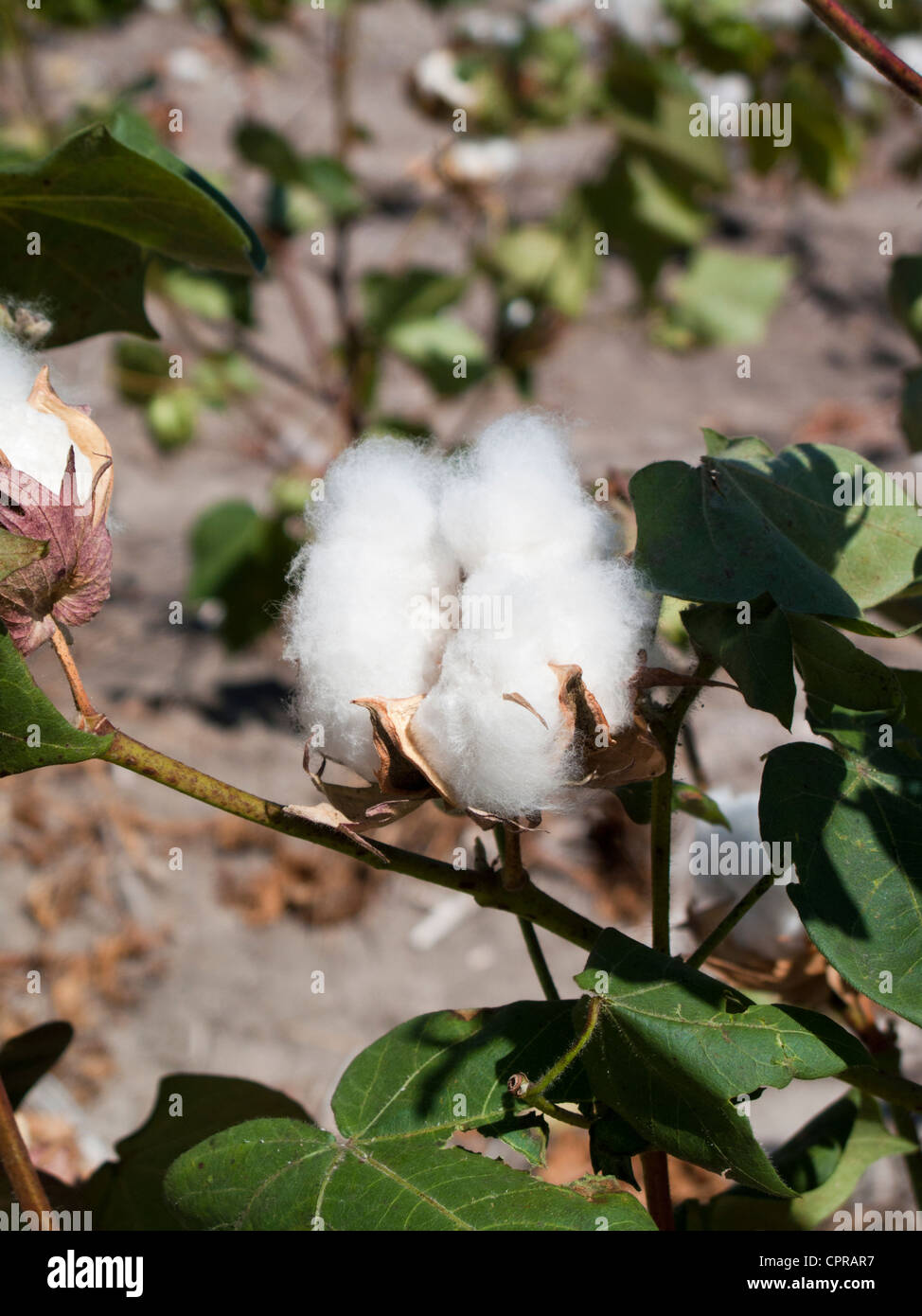 Cotton Plant with mature bolls in southern Texas Stock Photo