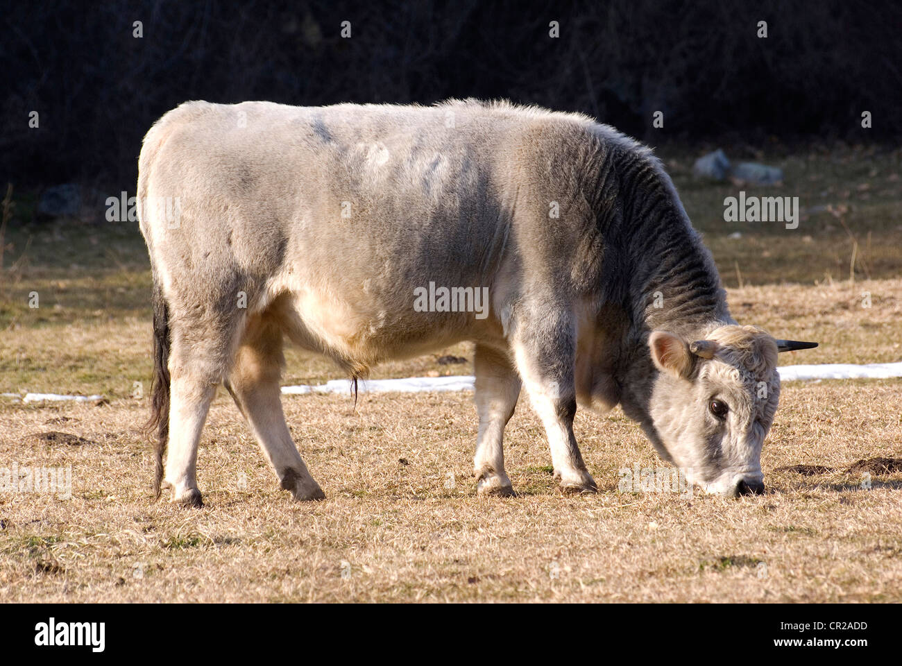 Bull Stock Photo