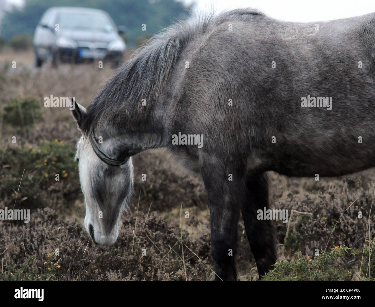 A wild New Forest pony eating near a car in Hampshire. Stock Photo