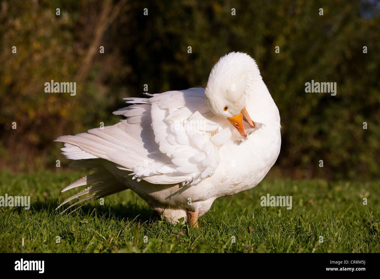 Goose preening Stock Photo