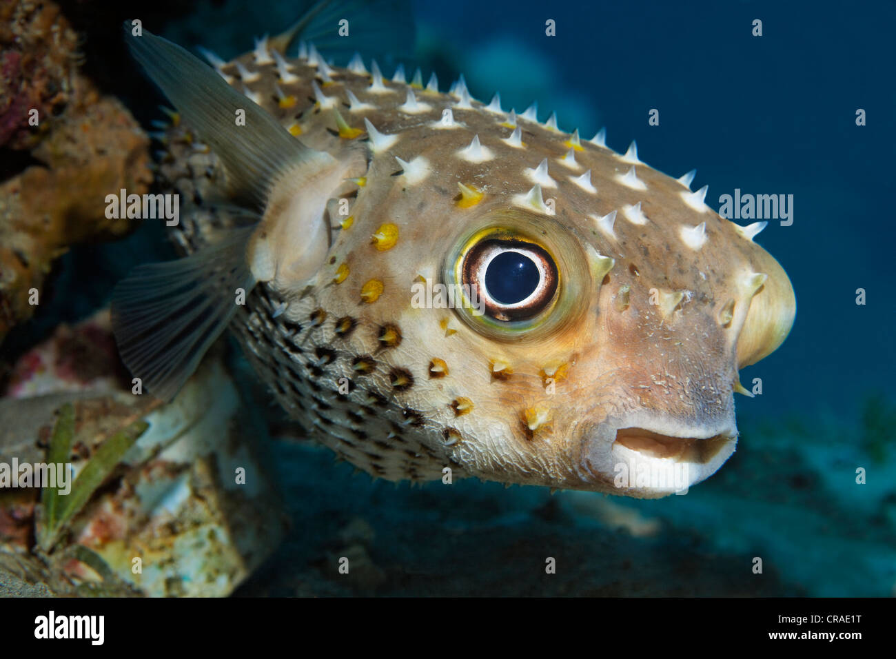 Spotbase burrfish or yellowspotted burrfish (Cyclichthys spilostylus), Hashemite Kingdom of Jordan, JK, Red Sea, Western Asia Stock Photo