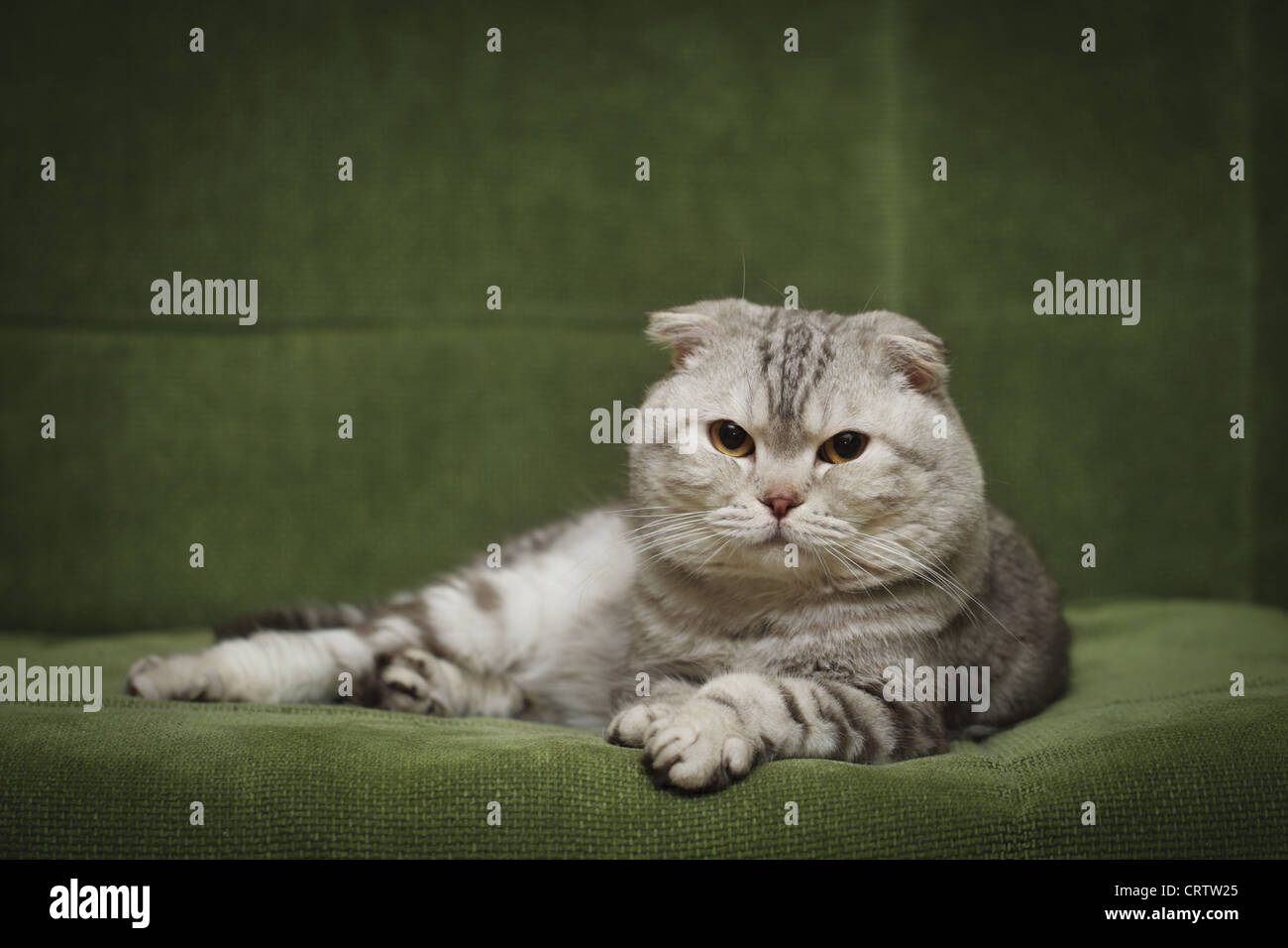 Portrait of the scottish fold cat Stock Photo